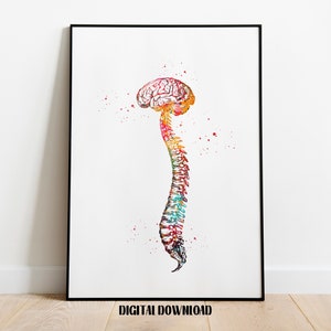 Watercolor Human Spine Anatomy Print: Brain & Spinal Cord (Digital Download)