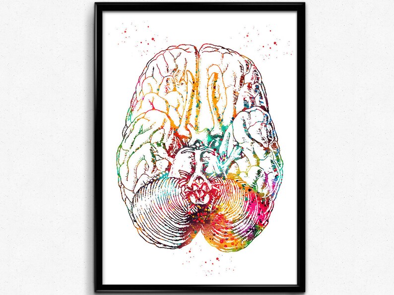 Human brain section the human brain poster medical art Etsy