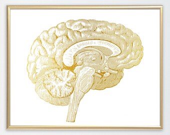 Brain Cross Section | Etsy
