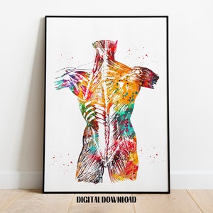 Back Muscles Anatomy Watercolor Poster: Medical Science Art (Digital Download)