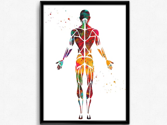 Male Muscular System Anatomy Human Body Poster Room Decor Etsy