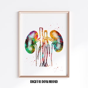 Kidneys anatomy urology illustration Poster Medical Science Watercolor Digital Printable Download