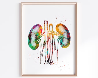 Kidneys anatomy urology illustration Poster Medical Science Watercolor Digital Printable Download