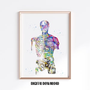 Bones and Muscles of the Torso Anatomy Musculoskeletal System Poster Medical Science Watercolor Digital Printable Download