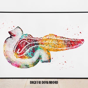 Pancreas Human Anatomy Internal Organs Poster Medical Science ...