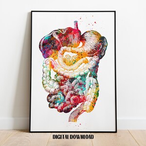 Biologie van het spijsverteringskanaal poster medische wetenschap aquarel digitale afdrukbare download
