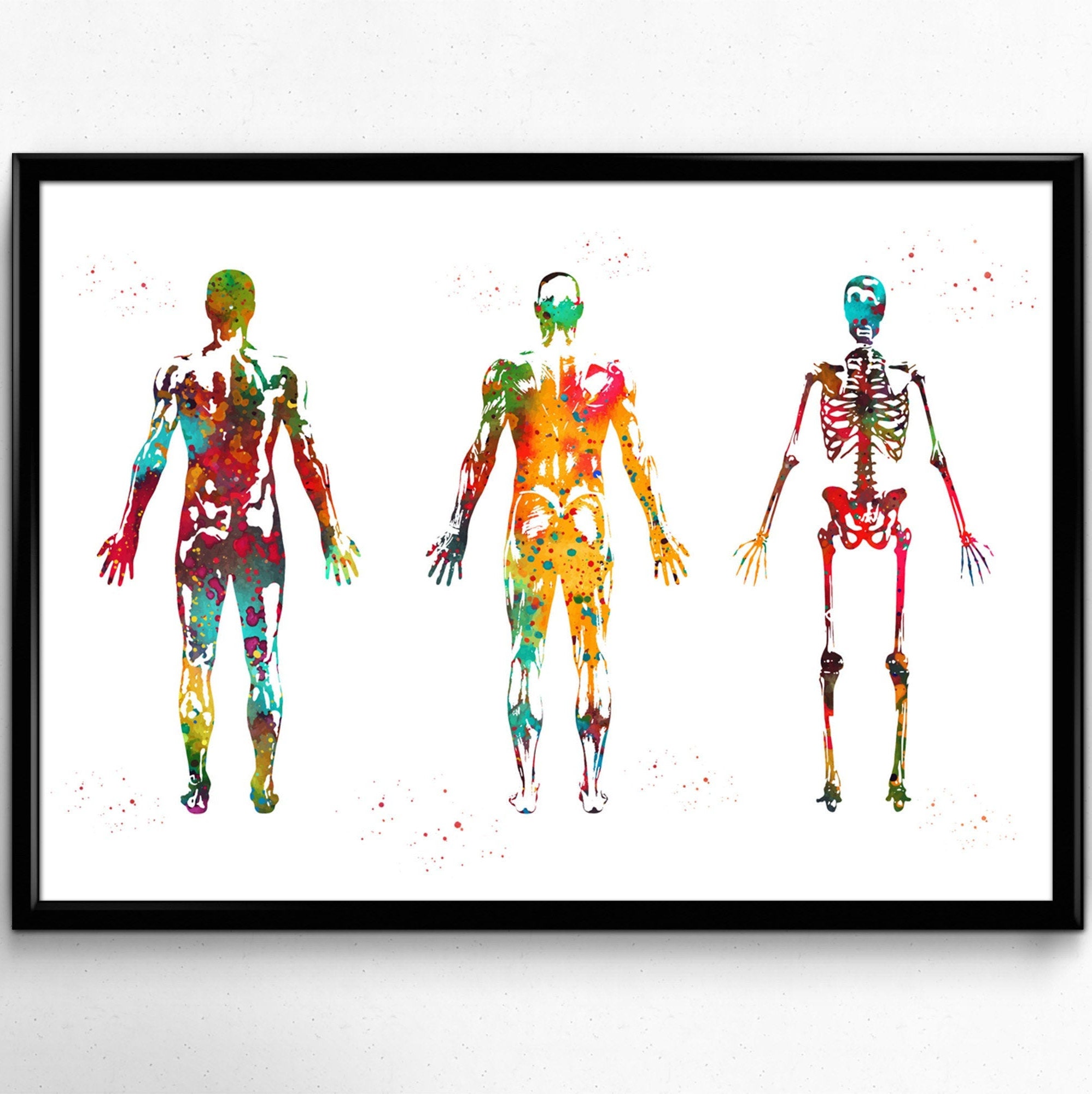 Anatomy of an adult males back muscles and skeleton medical | Etsy