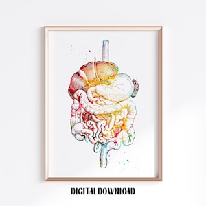 Digestive tract Biology Medical Science Watercolor Digital Printable Download