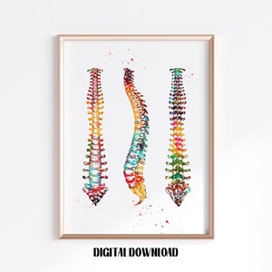 Human Spine Spinal Cord Anatomy Art Vertebral Column Poster Medical Science Watercolor Digital Printable Download