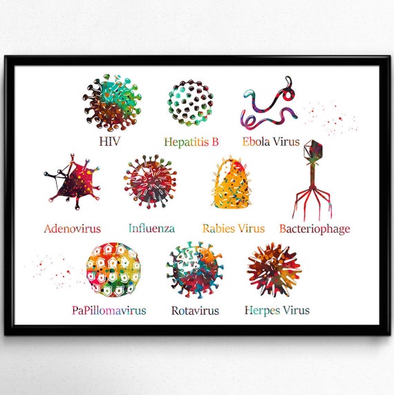 Diagramm Zeigt Verschiedene Arten Von Viren Aquarell Druck Etsy