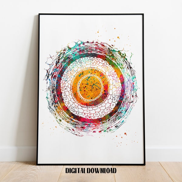 Cross Section of Human Hair Skin Histology Dermatology Hair Cell Art Medical Science Watercolor Digital Printable Download
