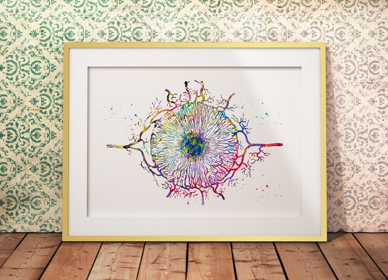 Iris Human Eye Optometrist Optician Ophthalmology Poster Etsy