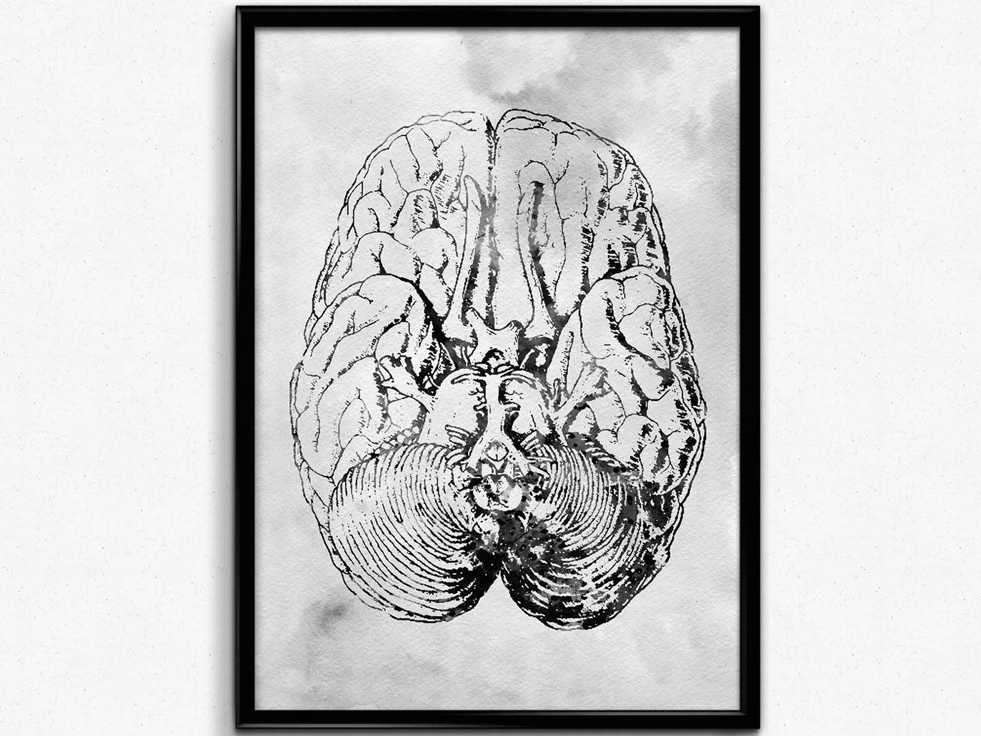 Structure Of Human Brain Section Schematic Vector Ill - vrogue.co