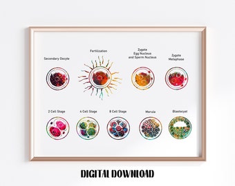 Developement of Fertilised Cell Stages Poster Medical Science Watercolor Digital Printable Download
