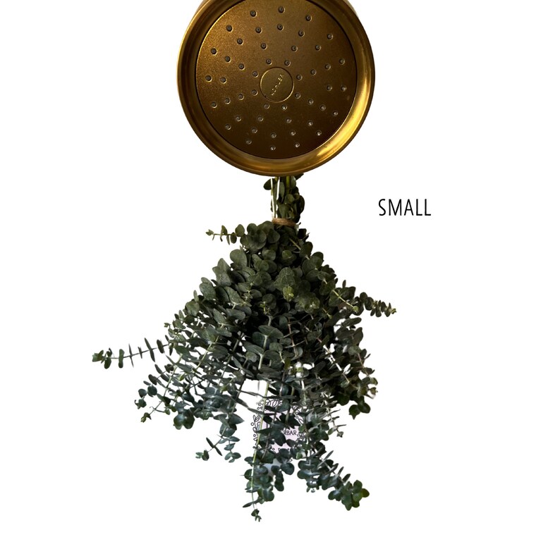 Fresh Eucalyptus Shower Bundle Aromatherapy Eucalyptus Etsy