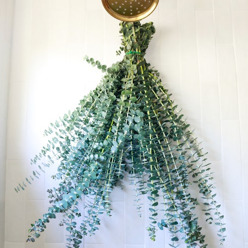 Fresh Eucalyptus Shower Bundle Eucalyptus Plant Fresh Etsy