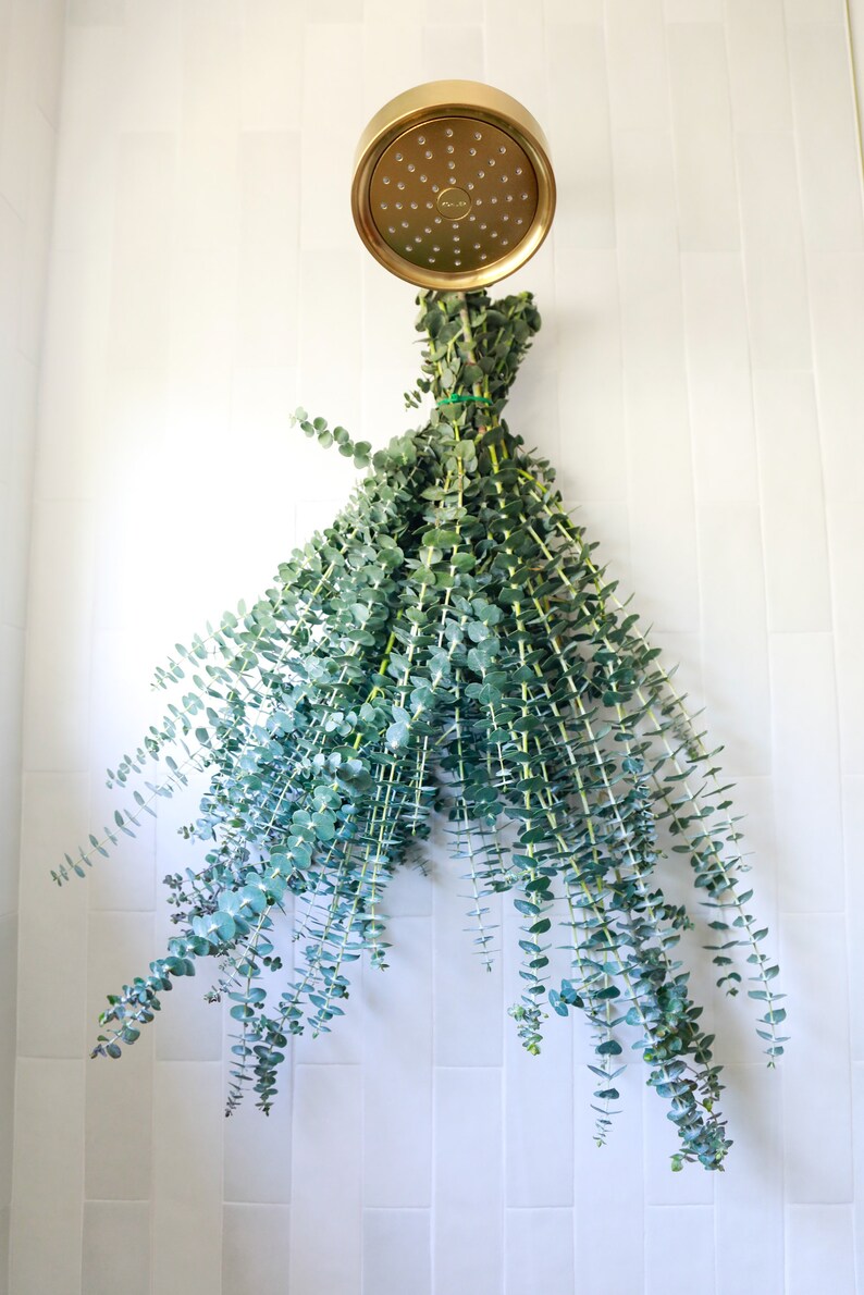 Fresh Eucalyptus Shower Bundle Aromatherapy Eucalyptus Etsy