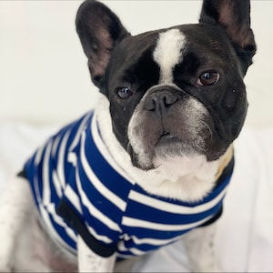 Homerun Pup Shirt - Navy and White  (clothes for French Bulldog, frenchie clothing)