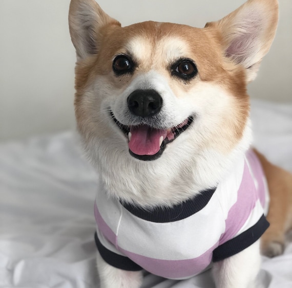 Clothes for corgi puppies hotsell