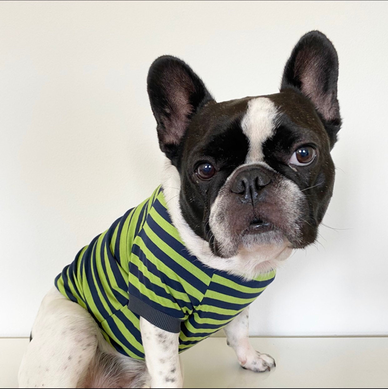 French bulldog girl clothes discount