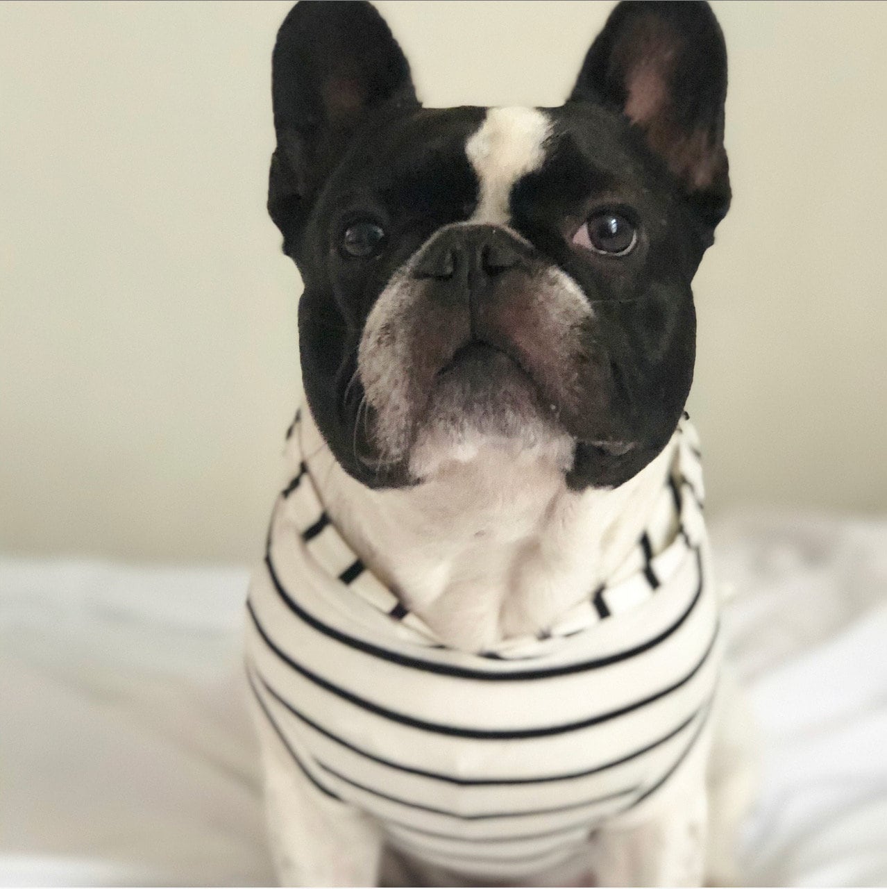 frenchie clothing