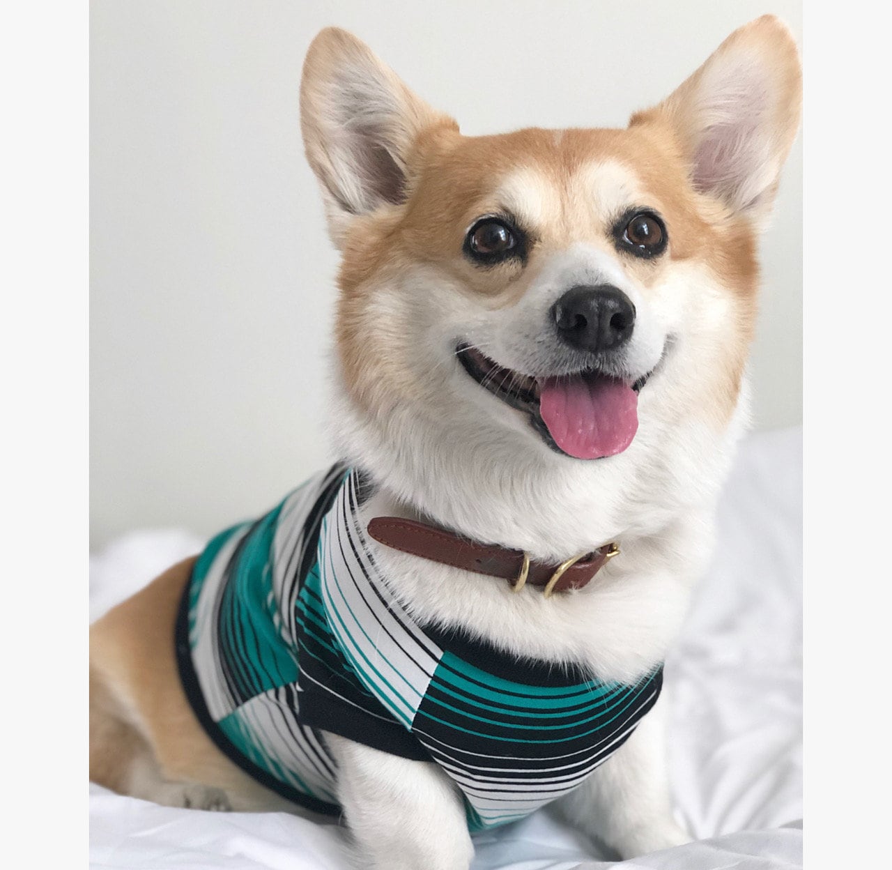 Corgi dog sweaters hotsell