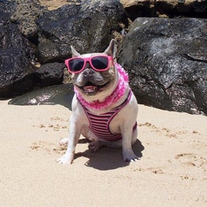Beachy Bro Tank Top - Pink Stripe  (clothes for french bulldog, french bulldog clothes, french bulldog clothing, frenchie clothing, frenchie