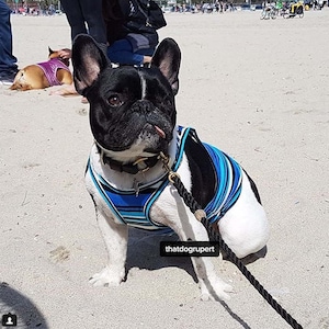 Beachy Bro Tank Top - Navy Stripe  (clothes for french bulldog, french bulldog clothes, french bulldog clothing, frenchie clothing, frenchie