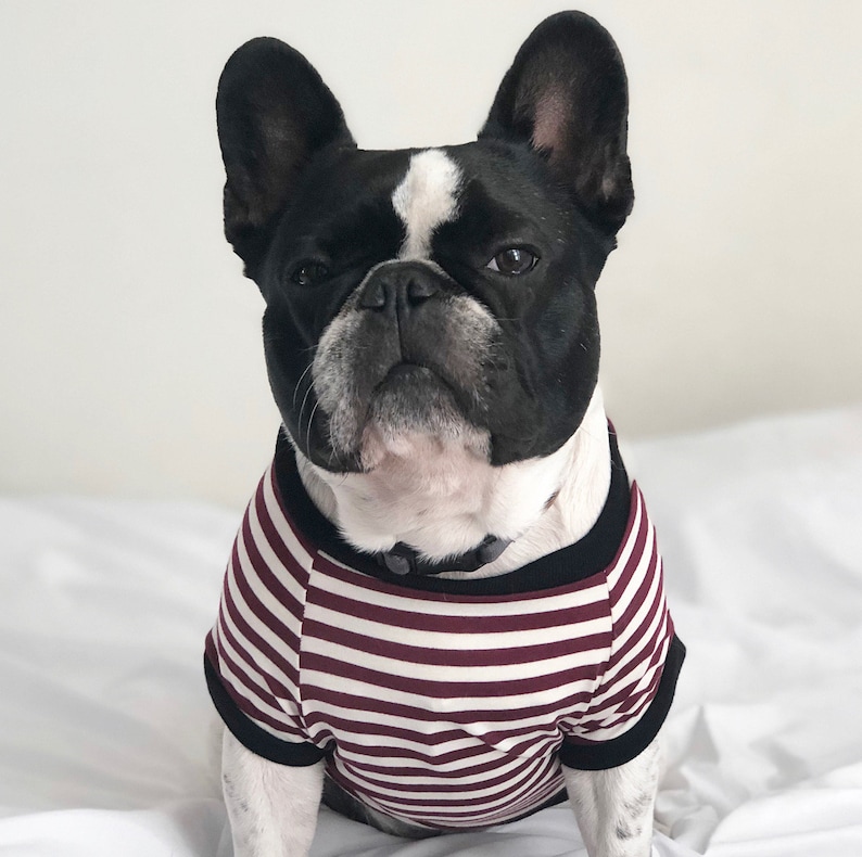 Homerun Pup Shirt Green Stripes clothes for French Bulldog, frenchie clothing