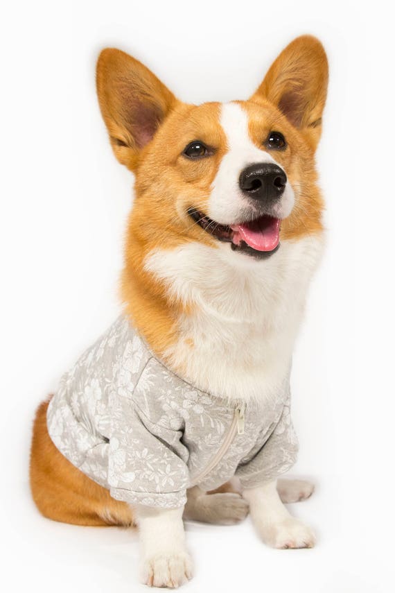 corgi in clothes