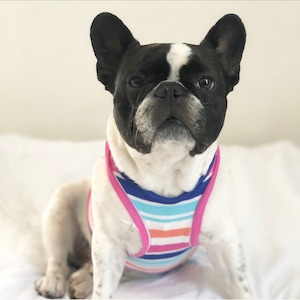 Beachy Bro Tank Top - Sweet Stripes (clothes for french bulldog, french bulldog clothes, french bulldog clothing, frenchie clothing)