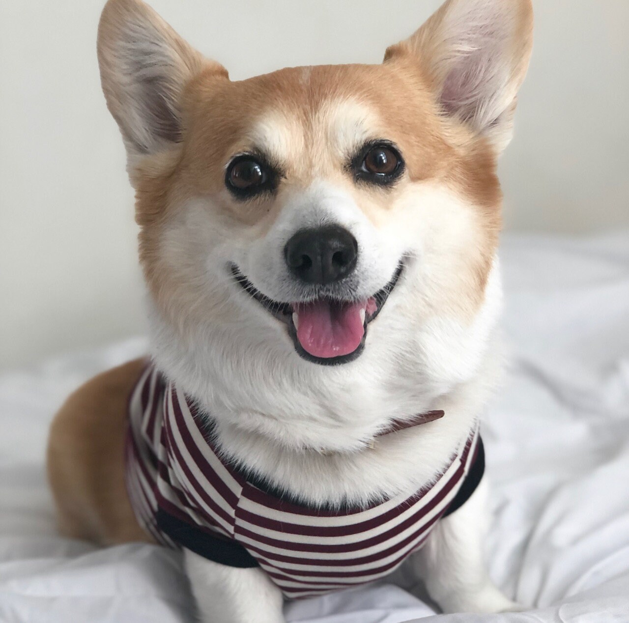 Corgi Dog Coat Etsy