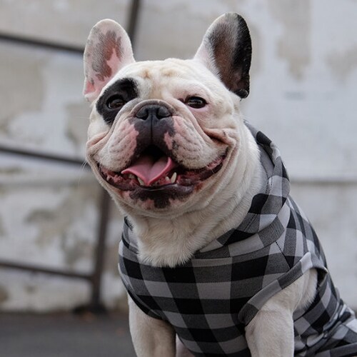 Sudadera con capucha Dog Bosspup - Gris y negra (ropa para bulldog francés, ropa para bulldog francés, ropa para bulldog francés, ropa para frenchie)