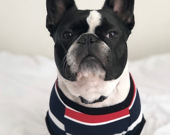 May include: A black and white French bulldog wearing a blue and red striped shirt. The dog is looking directly at the camera.