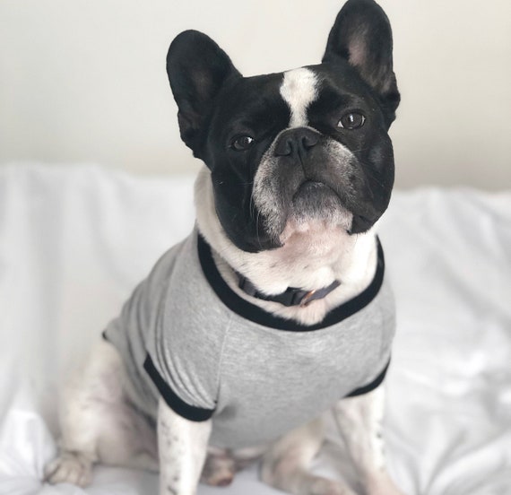 light gray french bulldog