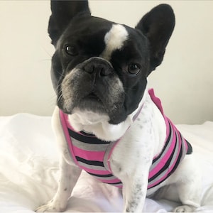Beachy Bro Tank Top - Pink Stripes (clothes for french bulldog, french bulldog clothes, french bulldog clothing, frenchie clothing)