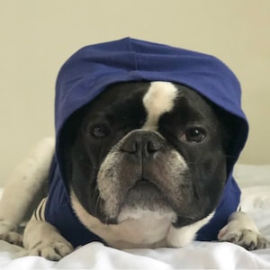 Dog Hoodie - Athletic Blue  (clothes french bulldog, french bulldog clothes, french bulldog clothing, frenchie clothing )