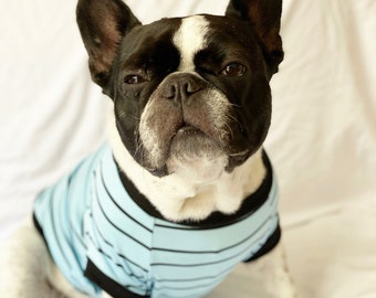 May include: A French Bulldog wearing a light blue striped shirt with black trim. The dog has a black and white coat with a white stripe down its face. The dog is looking directly at the camera.