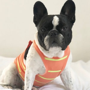 Beachy Bro Tank Top - Neon Orange (clothes for french bulldog, french bulldog clothes, french bulldog clothing, frenchie clothing, frenchie