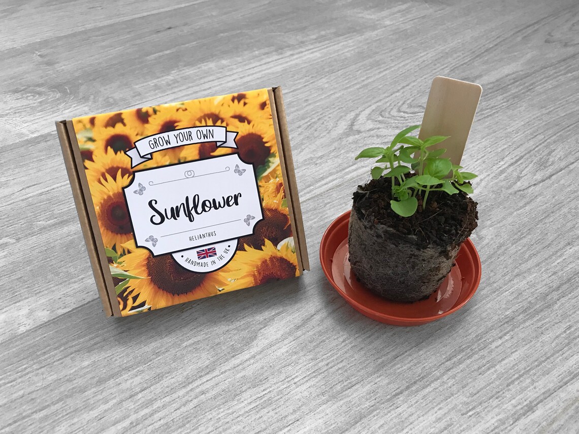 Grow Your Own Sunflower Plant Kit. Perfect for kids mothers Etsy