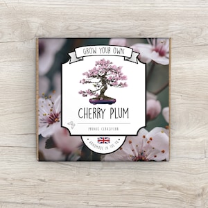Cherry Plum Bonsai Plant Growing Kit: Grow Your Own - Plastic-Free Eco Gift