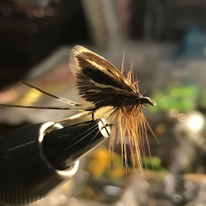 May include: A close-up of a handmade fishing fly. The fly features a brown and white patterned wing, a tan body, and long, thin, dark-colored antennae. It is mounted on a black fly-tying vise.