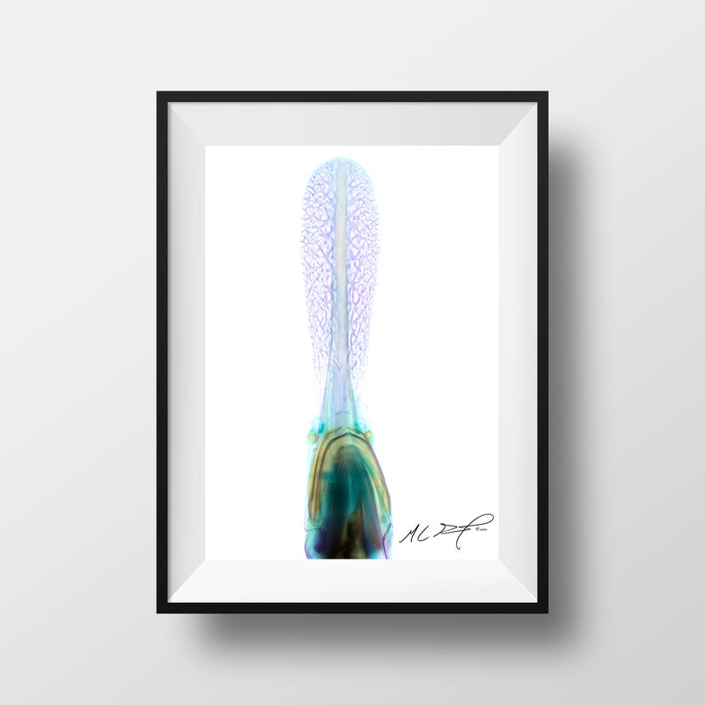 Download Art Collectibles Diaphonized American Paddlefish Print Sciart Photography
