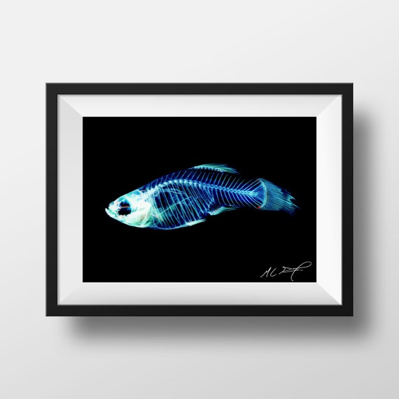 Download Art Collectibles Diaphonized American Paddlefish Print Sciart Photography