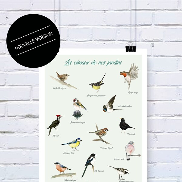 Affiche Les oiseaux de nos jardins type Deyrolle déco cadeau