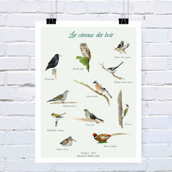 Affiche déco cadeau Les oiseaux des bois type Deyrolle forêt