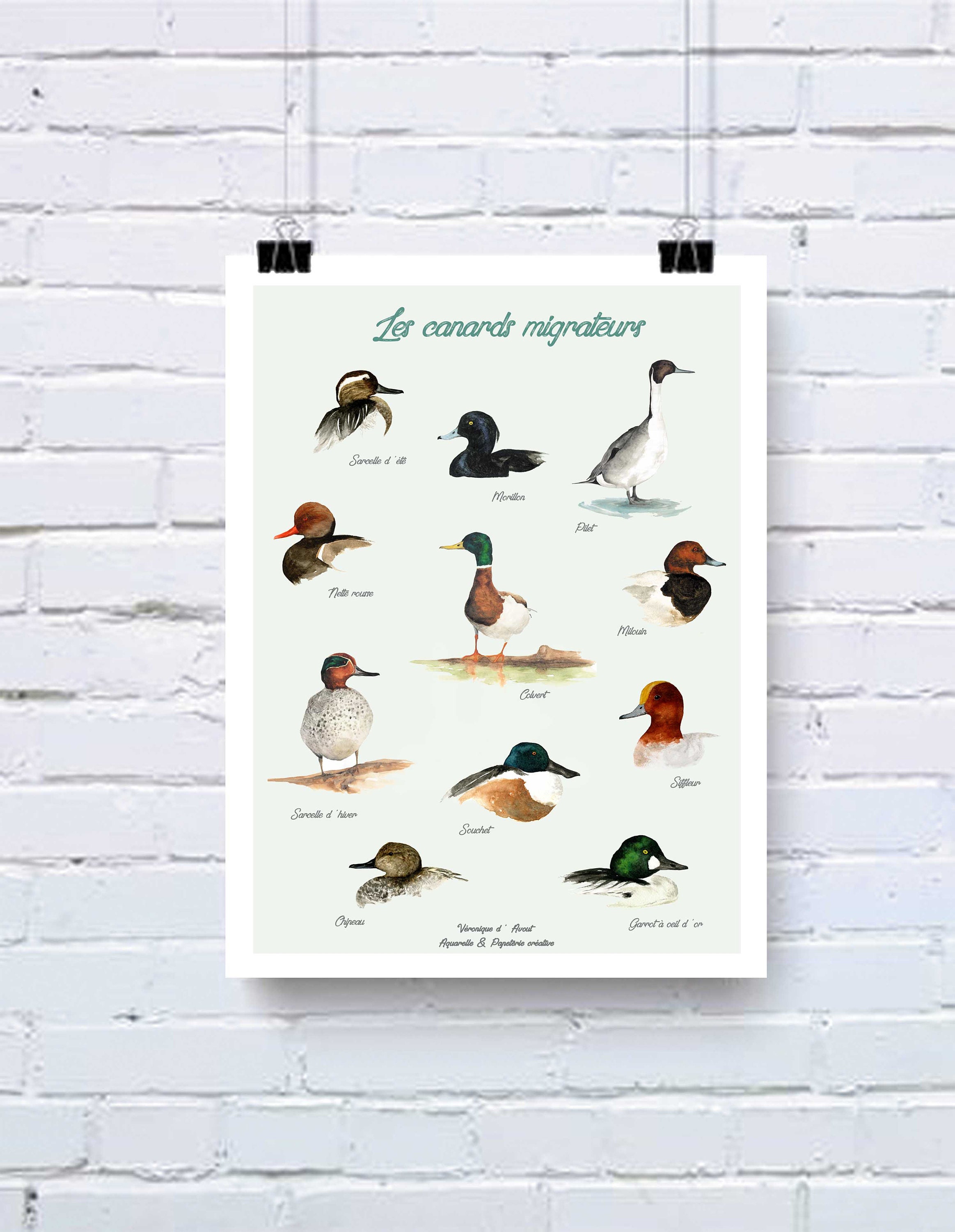 Affiche Les Canards Migrateurs Type Deyrolle, Décoration Murale