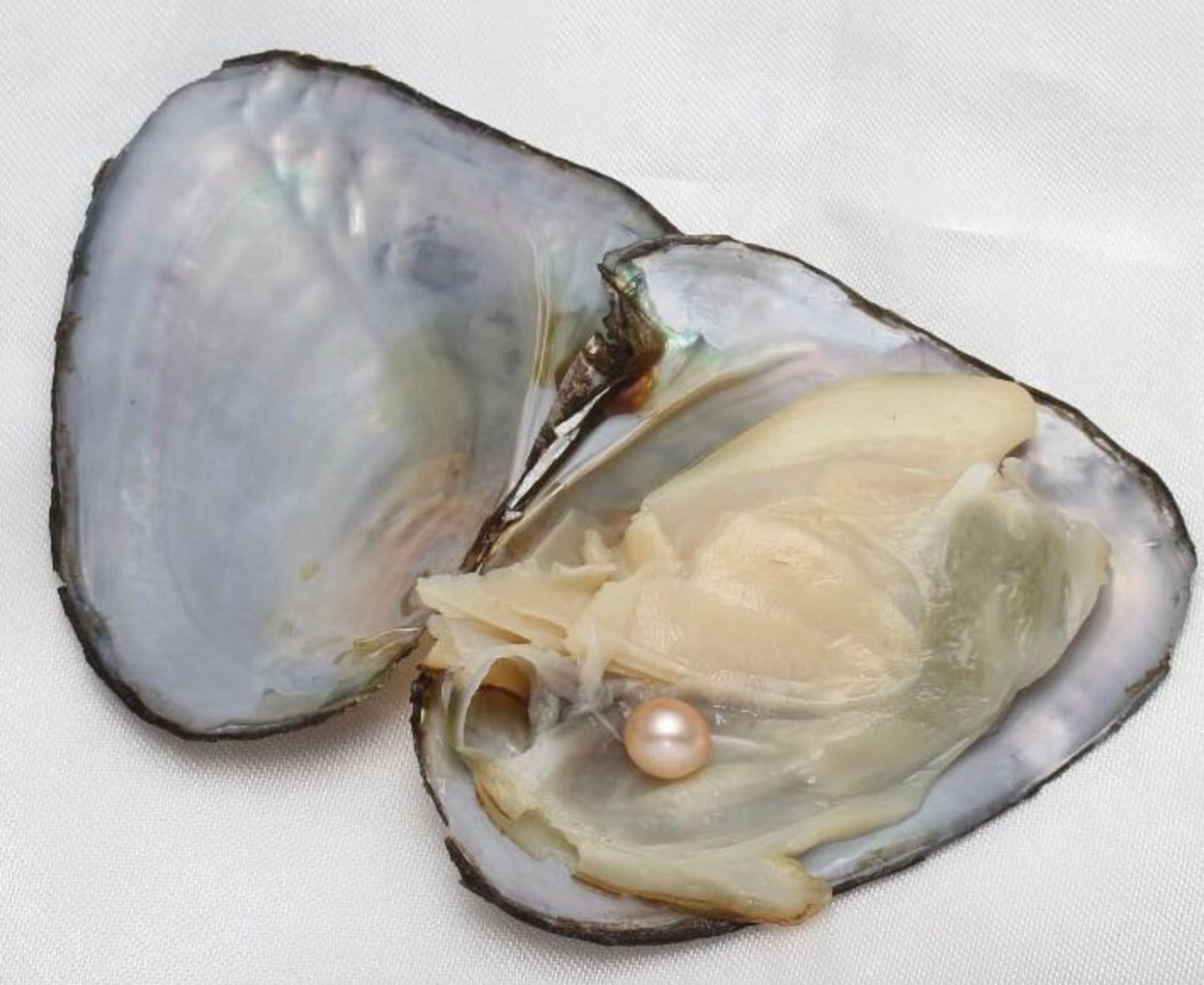 Ostras reales con perlas reales en su interior - Etsy España