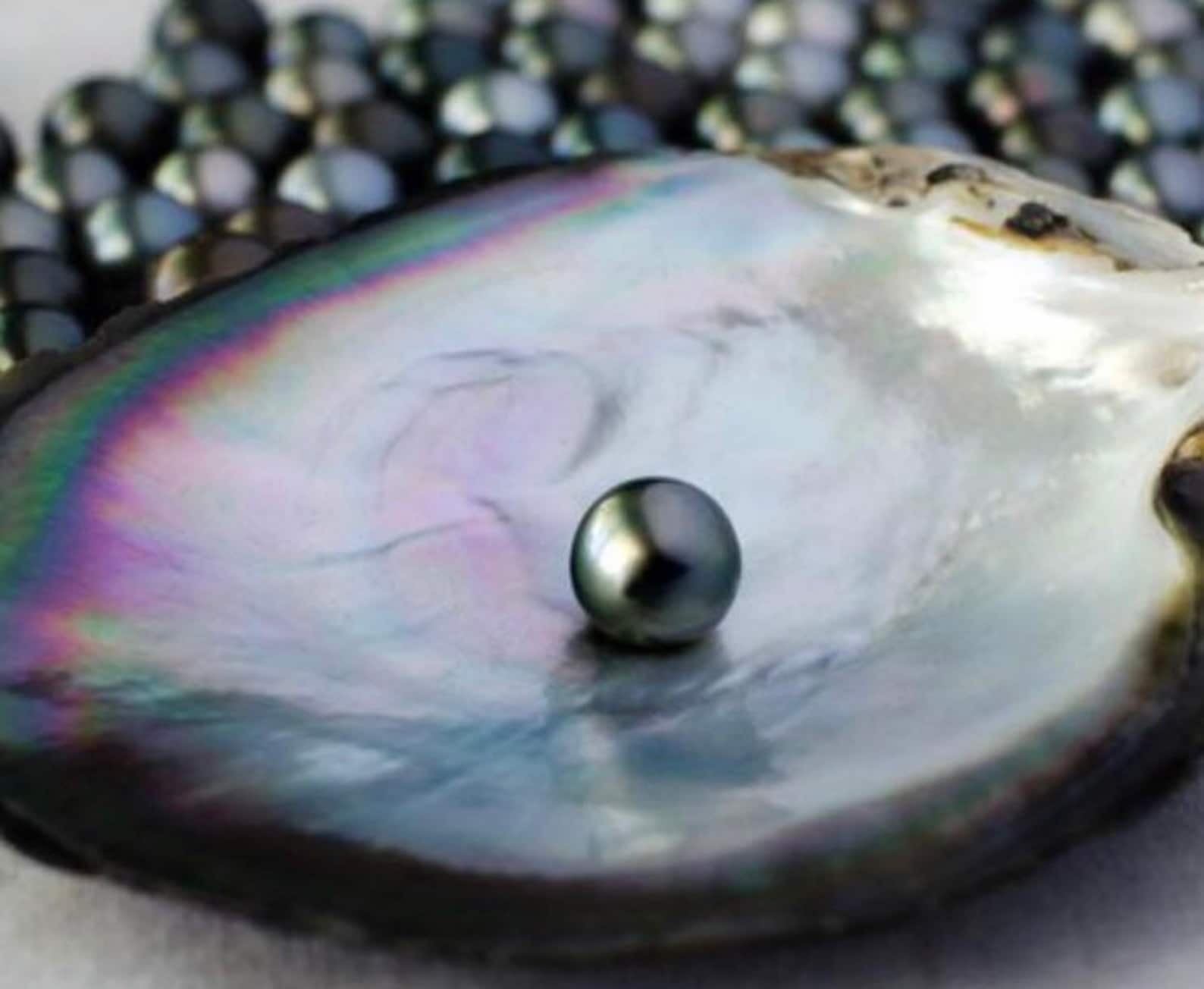 Ostras reales con perlas reales en su interior Etsy España