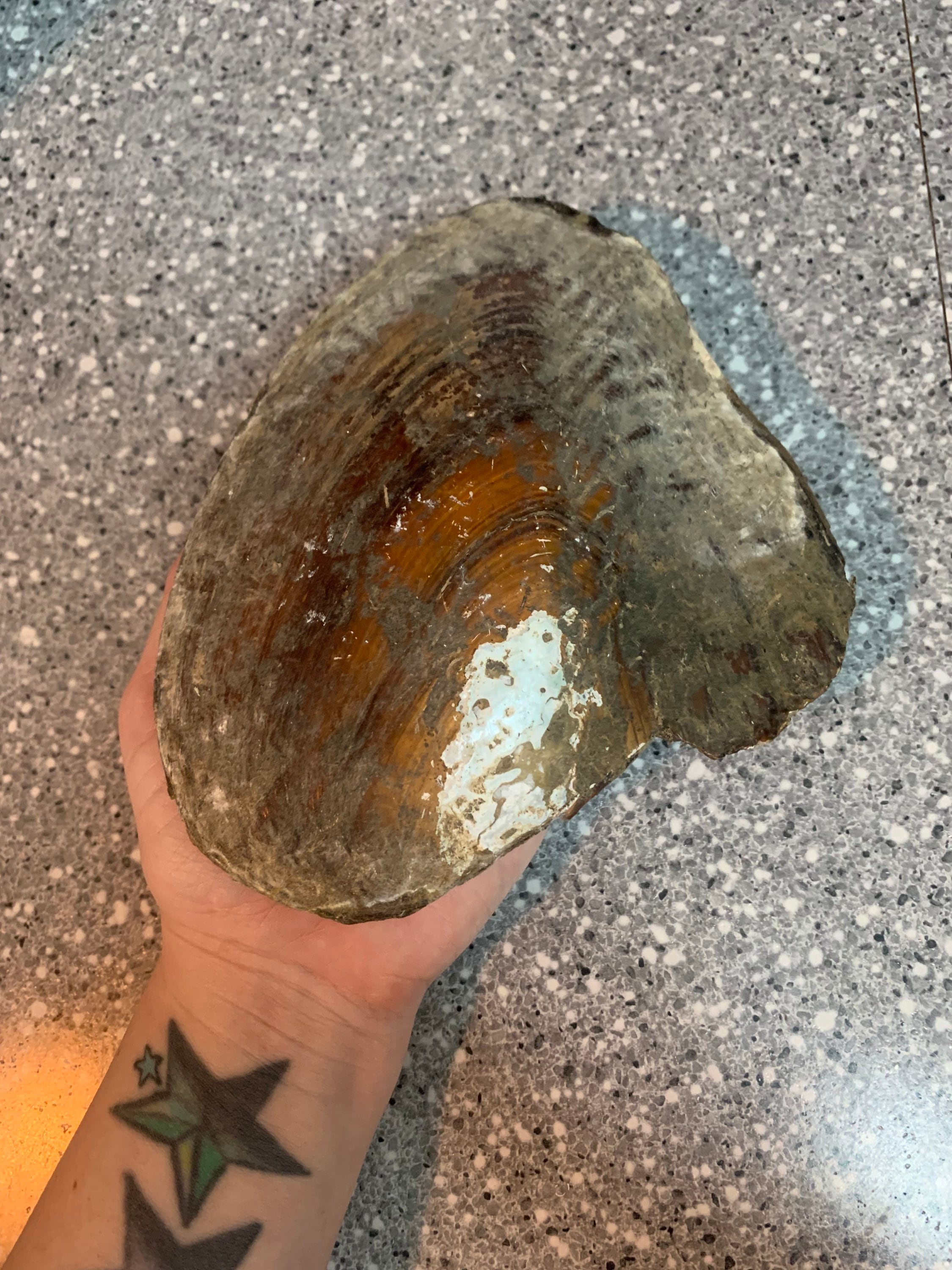 Giant Oyster With Pearls Etsy